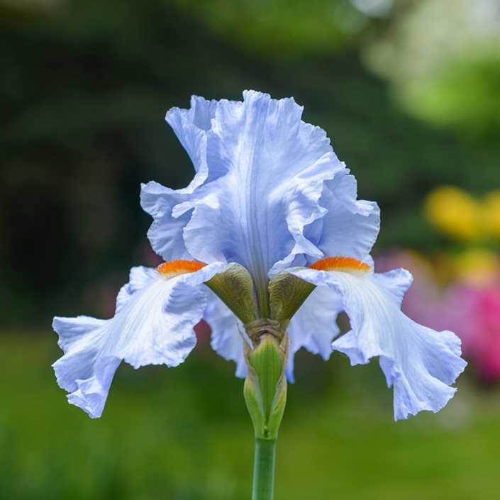 Iris Flower Classification.
